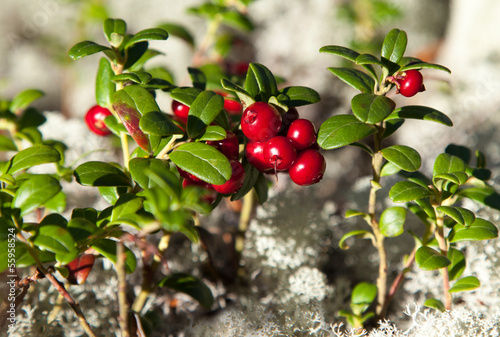 Photo: Ripe cranberries Ripe cranberries