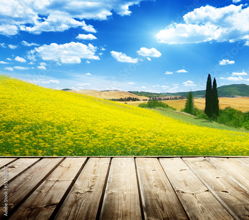 Photo: field of yellow flowers Tuscany, Italy field of yellow flowers Tuscany, Italy