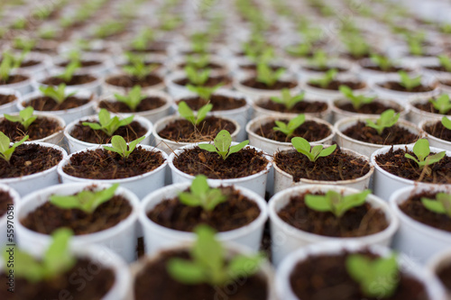 Photo: Hydroponics vegetable Hydroponics vegetable