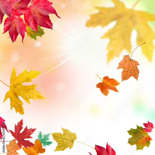Photo: leaves autumn leaves autumn