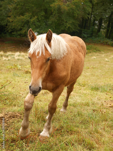 Photo: cheval à crinière blonde cheval à crinière blonde