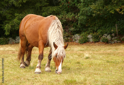 Photo: cheval à crinière blonde cheval à crinière blonde