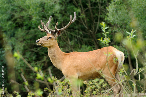 Photo: Deer Deer