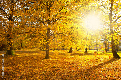 Photo: sunny autumn sunny autumn