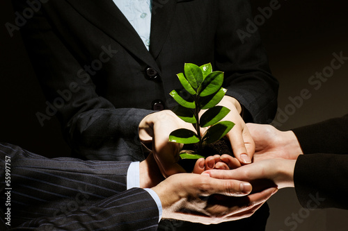 Photo: Sprout in hands Sprout in hands