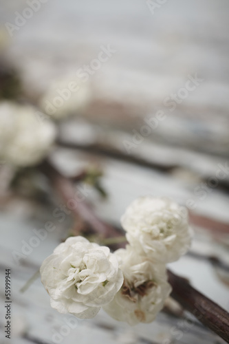 Photo: Small White Flower Small White Flower