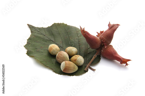 Photo: noisettes noisettes