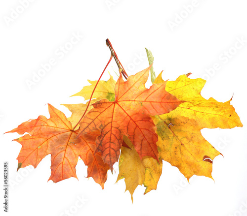 Photo: Isolated Autumn Leaves Isolated Autumn Leaves