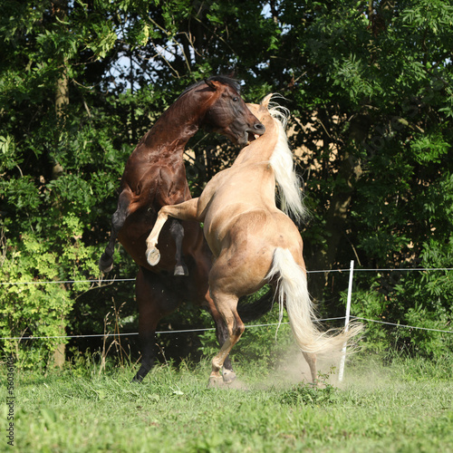 Photo: Two quarter horse stallions fighting with each other Two quarter horse stallions fighting with each other
