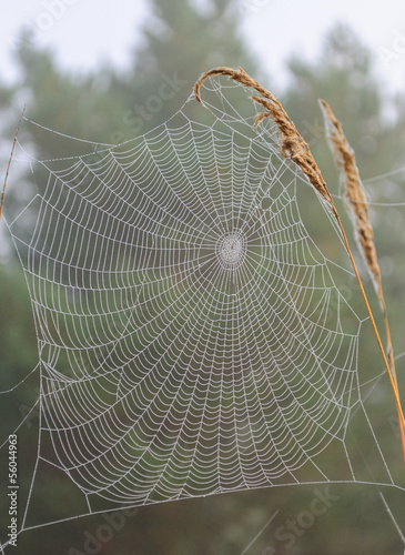 Photo: web on a blade of grass web on a blade of grass