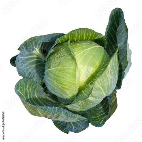 Photo: Weißkohl, freigestellt Weißkohl, freigestellt