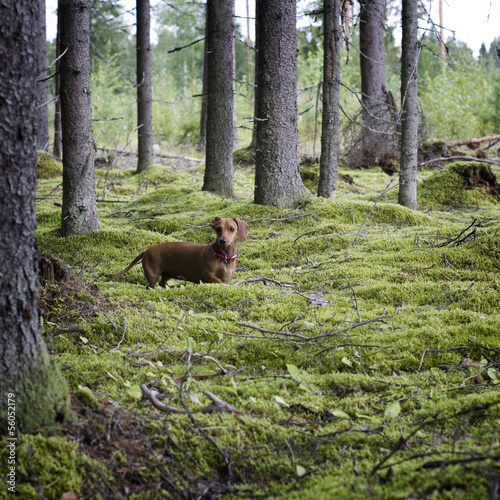 Photo: Dachshund dog in the coniferous forest Dachshund dog in the coniferous forest