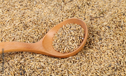 Photo: Grains of barley background Grains of barley background