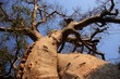 troncs et ramures de baobabs troncs et ramures de baobabs
