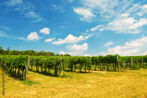 Photo: wine yard Vienna wine yard Vienna
