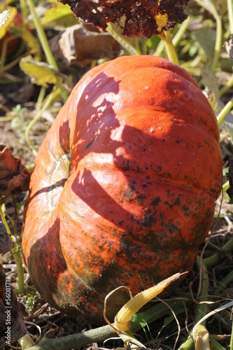 Photo: courge courge