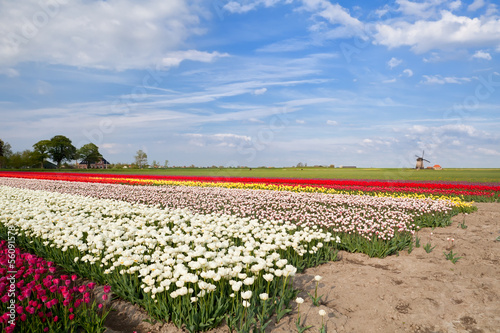 Photo: colorful tulips on spring fields and windmill colorful tulips on spring fields and windmill