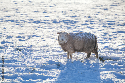 Photo: sheep on snow in winter sheep on snow in winter