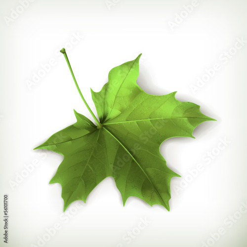 Vector: Maple leaf, green Maple leaf, green