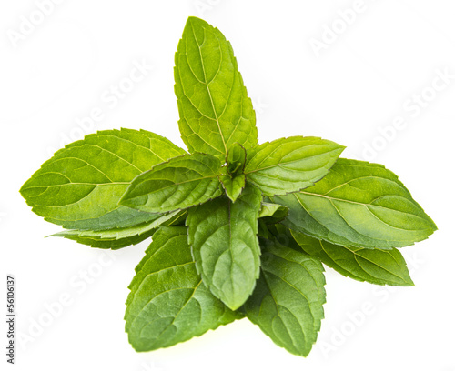 Photo: mint mint