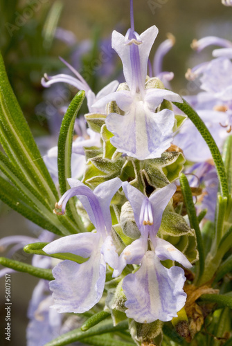 Photo: rosmarino in fiore rosmarino in fiore