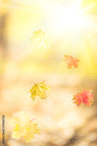 Photo: Falling autumn maple leaves Falling autumn maple leaves