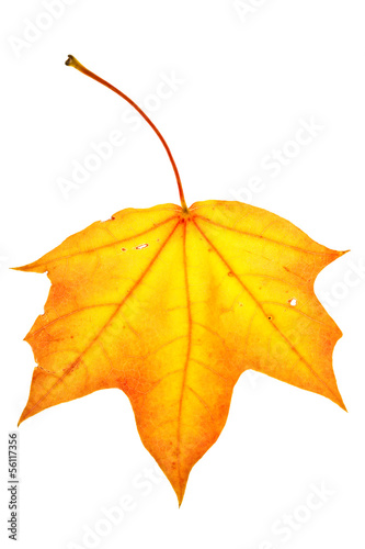 Photo: Colorful maple leaf Colorful maple leaf