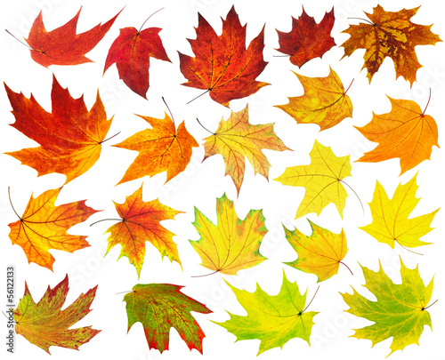 Photo: Colorful maple leaves Colorful maple leaves