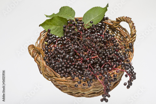 Photo: Schwarze Holunderbeeren Schwarze Holunderbeeren