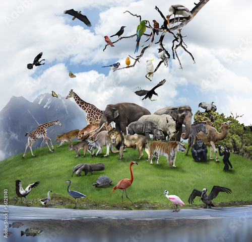 Photo: A Collage Of Wild Animals And Birds A Collage Of Wild Animals And Birds