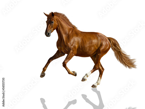 Photo: Chestnut horse. Chestnut horse.