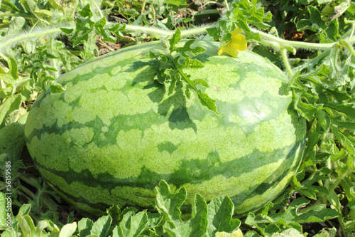 Photo: watermelon closeup watermelon closeup