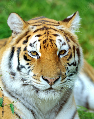 Photo: Tiger Tiger