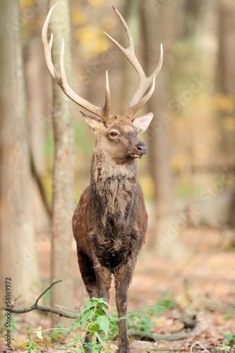 Photo: Deer Deer