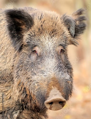 Photo: Male wild boar in autumn, in the forest Male wild boar in autumn, in the forest