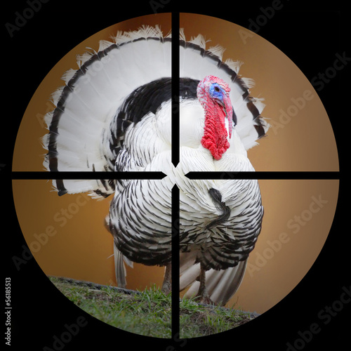 Photo: The Turkey in the Hunter's scope. The Turkey in the Hunter's scope.