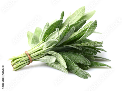 Photo: Sage plant Sage plant