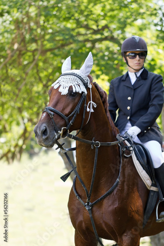 Photo: Horse and rider. Horse and rider.