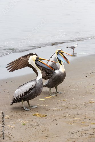 Photo: Pelicans on Ballestas Islands in Paracasю Peru. South America Pelicans on Ballestas Islands in Paracasю Peru. South America