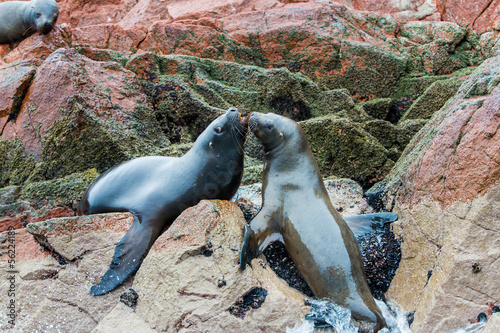 Photo: South American Sea lions in Paracas National park. Peru South American Sea lions in Paracas National park. Peru