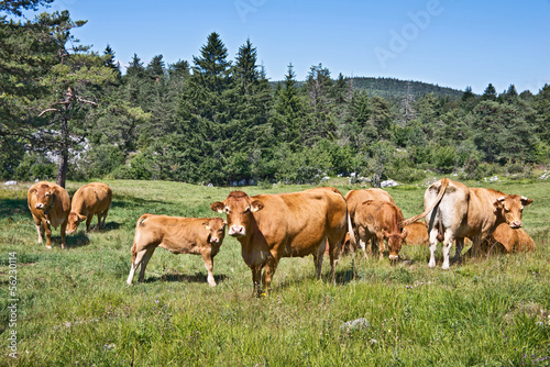 Photo: Troupeau de vaches limousines Troupeau de vaches limousines