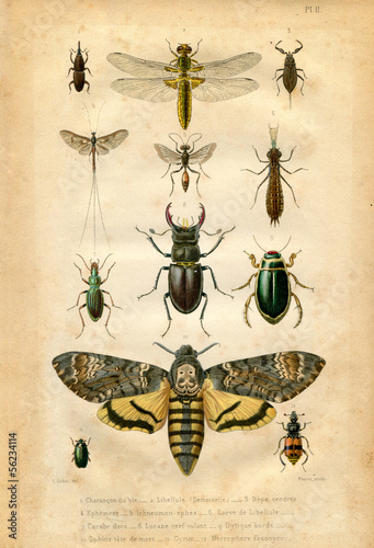 Photo: Histoire naturelle : Les insectes Histoire naturelle : Les insectes