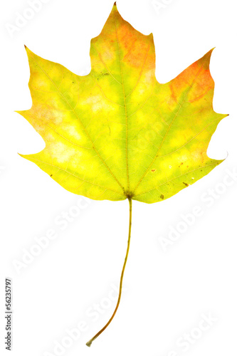 Photo: Maple leaf on isolated Maple leaf on isolated