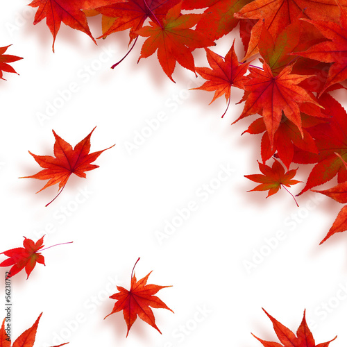 Photo: 紅葉 もみじ 秋 フレーム 紅葉 もみじ 秋 フレーム
