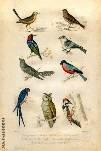 Illustration: Natural history : Birds Natural history : Birds
