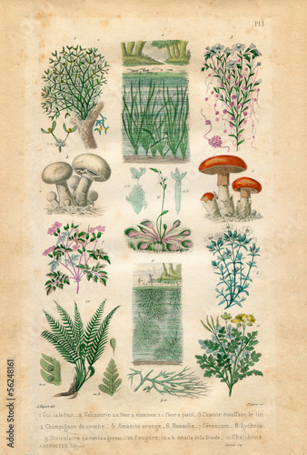 Illustration: Natural history : plants and flowers Natural history : plants and flowers