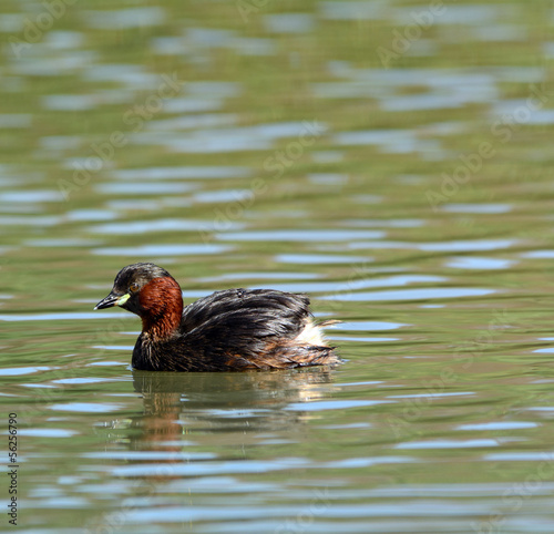 Photo: Tuffetto - Tachybaptus ruficollis Tuffetto - Tachybaptus ruficollis