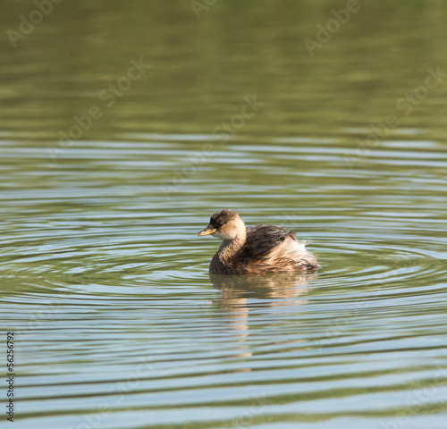 Photo: Tuffetto - Tachybaptus ruficollis Tuffetto - Tachybaptus ruficollis