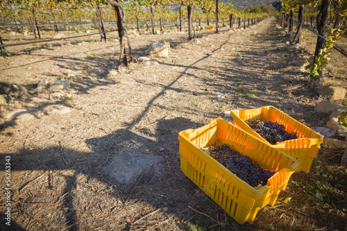 Photo: Wine Grapes In Harvest Bins One Fall Morning Wine Grapes In Harvest Bins One Fall Morning