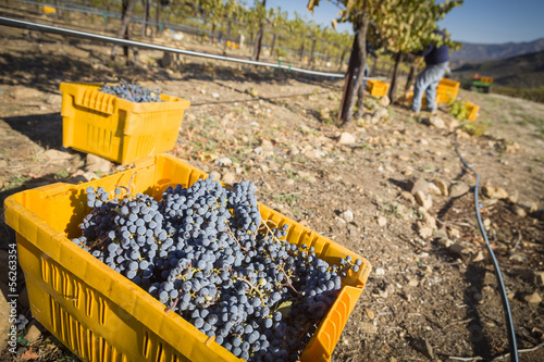 Photo: Workers Harvest Ripe Red Wine Grapes Into Bins Workers Harvest Ripe Red Wine Grapes Into Bins